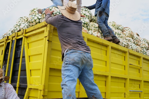 Los trabajadores están llenando el camión con agave para llevarlo a la fabrica de tequila. 