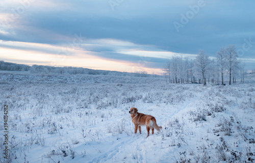 dog in a snowy meadow © Phil & Karen Rispin