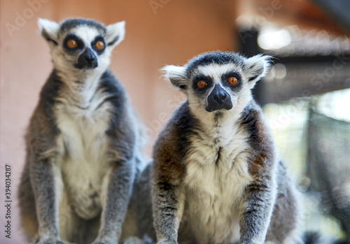 Ringtailed Lemur looking at Camera © Pamela Au