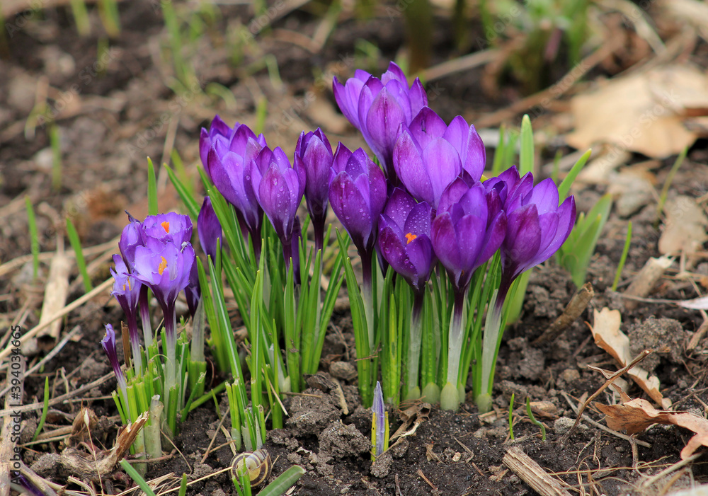 Purple crocuses on flower bed Purple crocuses on flower bed