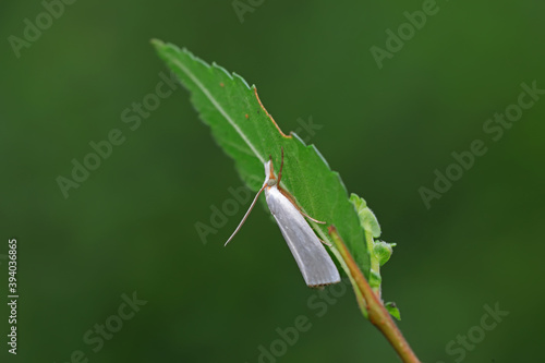 Moths on leaves in nature, North China Plain