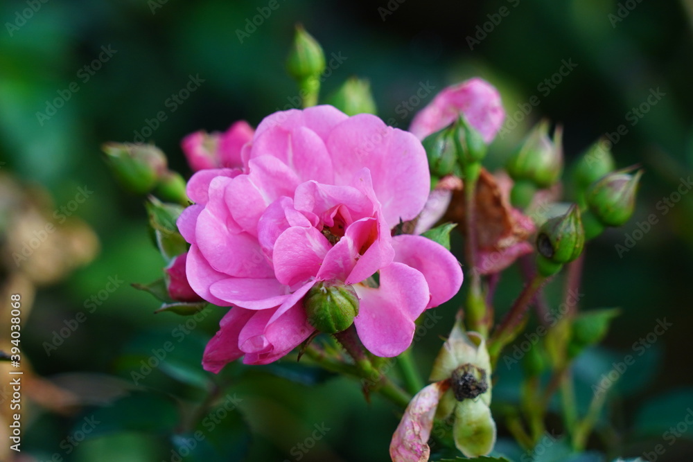 Obraz premium 風景