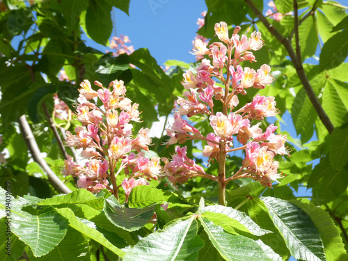 Colorful bunches of blooming chestnut tree