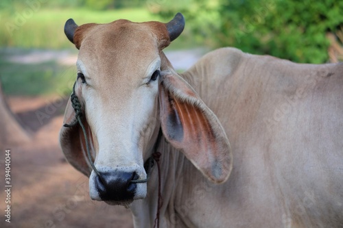 The face of a horned, light brown Thai beef cow is raised in the Isan region of Thailand.
