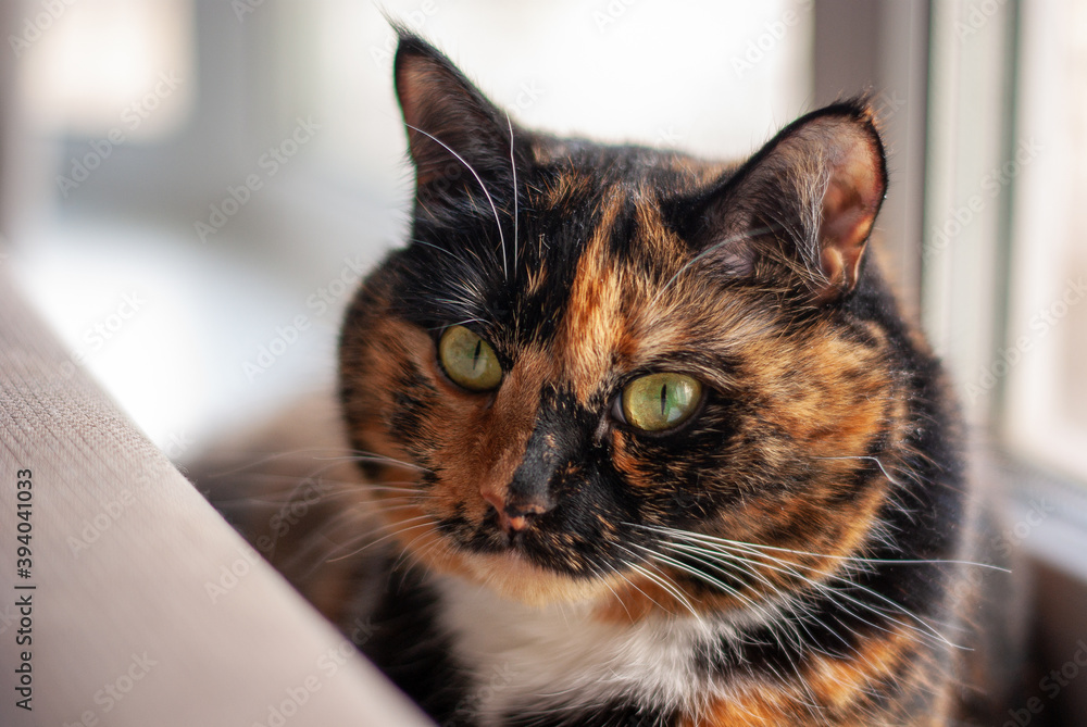 Close-up portrait of a tricolor cat with green eyes sitting at window and looking at camera