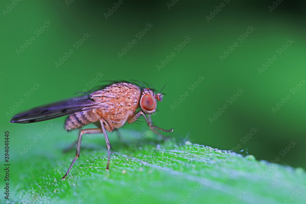 Flies on plants in the nature, North China Plain Flies on plants in the nature, North China Plain