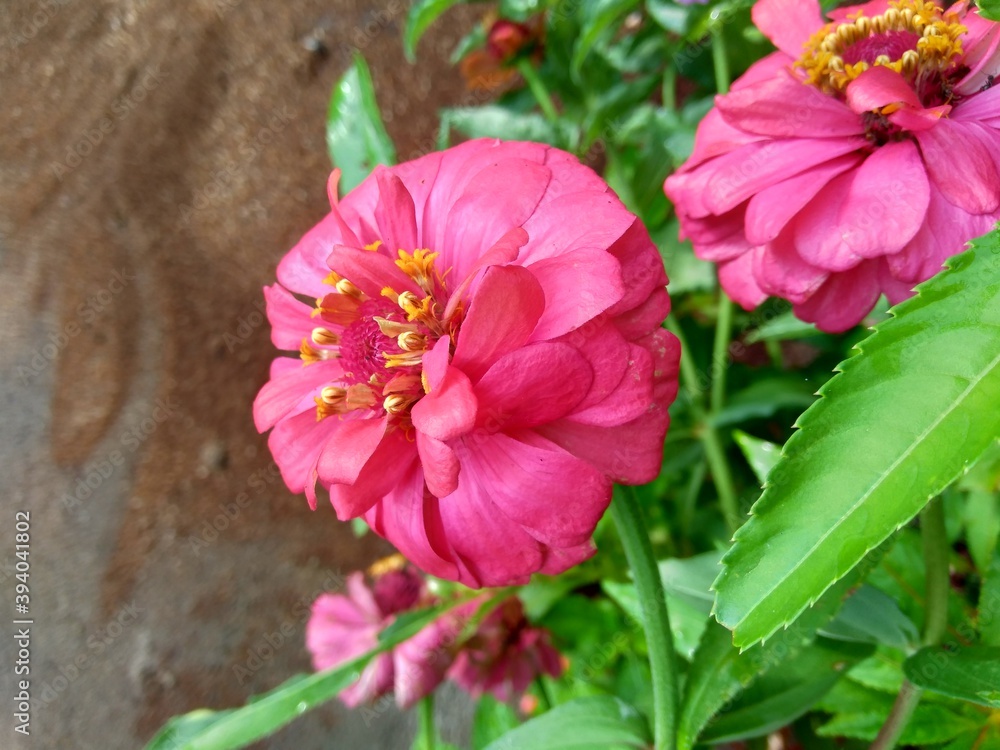 Zinnia elegans (youth and age, common zinnia, elegant zinnia) flower with natural background. Flower colours range from white, cream, pinks, reds, purples, green, yellow, apricot, orange and salmon. Zinnia elegans (youth and age, common zinnia, elegant zinnia) flower with natural background. Flower colours range from white, cream, pinks, reds, purples, green, yellow, apricot, orange and salmon.