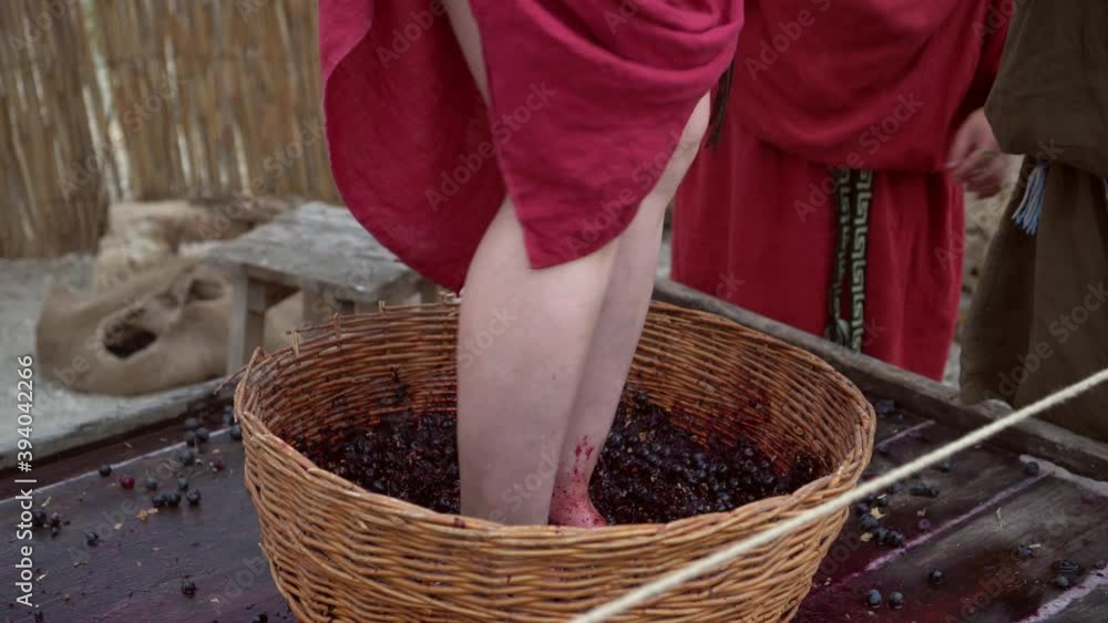 Video Stock Grapetreading or grapestomping in traditional winemaking