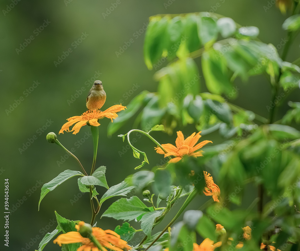 small nectar bird small nectar bird
