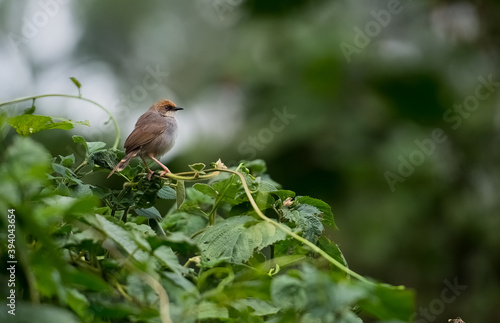 small nectar bird