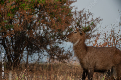deer in the wild