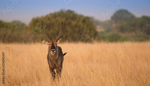 deer in the wild