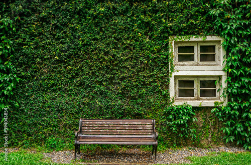 Closeup old white wooden window with long bench and fully green plant on wall background.