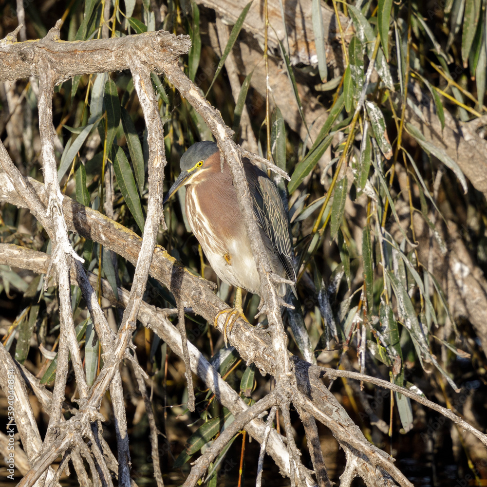 Green Heron, juvenile. foraging above water. Santa Clara County, California, USA. Green Heron, juvenile. foraging above water. Santa Clara County, California, USA.