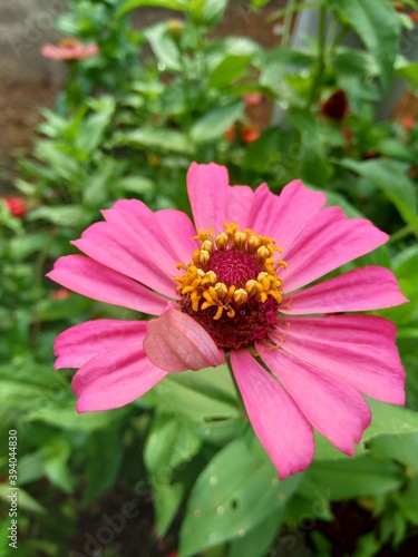 Zinnia elegans  youth and age  common zinnia  elegant zinnia  flower with natural background. Flower colours range from white  cream  pinks  reds  purples  green  yellow  apricot  orange and salmon.