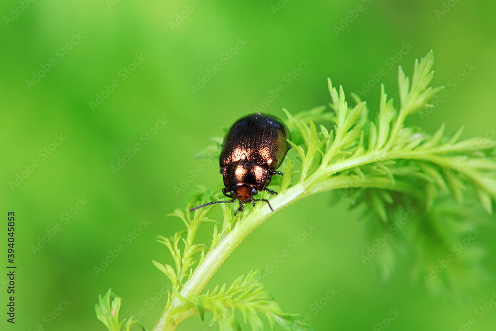 A close-up of Artemisia annua on a wild plant A close-up of Artemisia annua on a wild plant