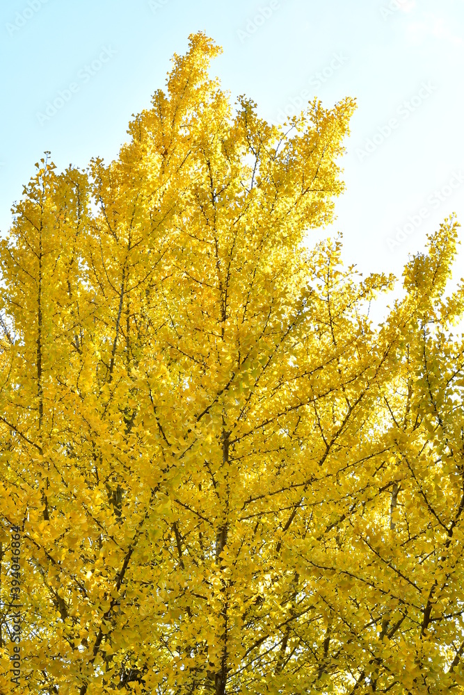 Obraz premium イチョウと青空