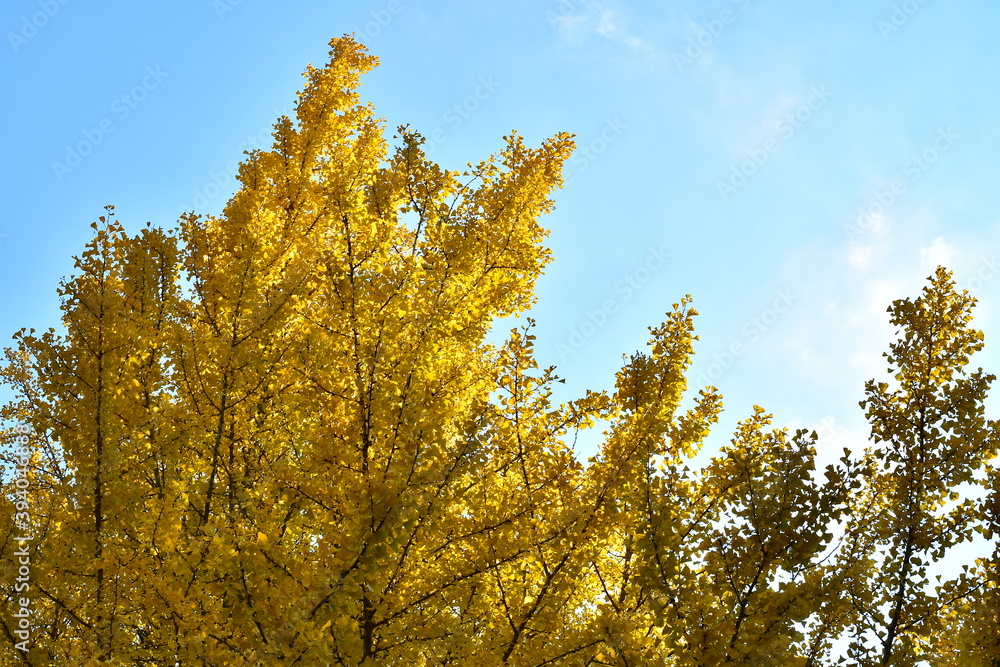 yellow autumn leaves yellow autumn leaves
