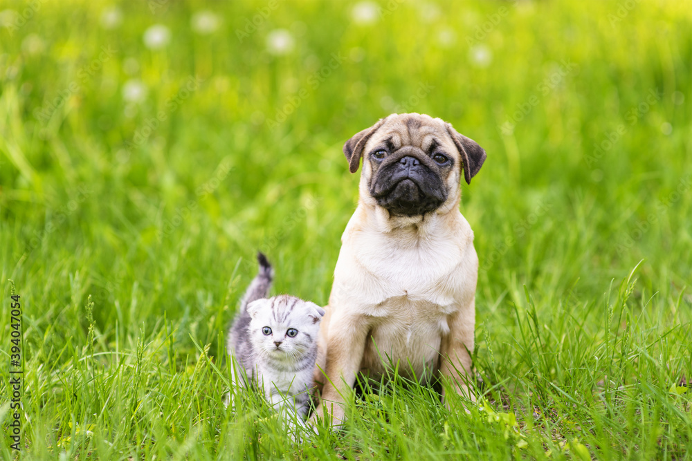 A pug puppy and a Scotland taby kitten sit next to the green grass and looking at camera