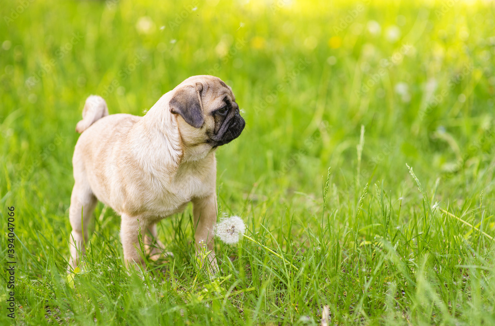 A puppy puppy stands in the park on the grass in the summer and looks towards the empty space. Place for text.