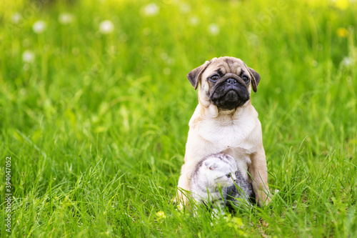 A pug puppy and a Scotland taby kitten sit next to the green grass and look in different directions