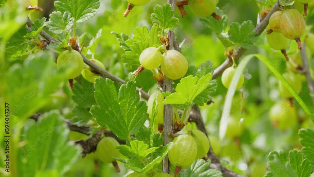 Gooseberries on a bush in the garden. Lots of berries Gooseberries on a bush in the garden. Lots of berries