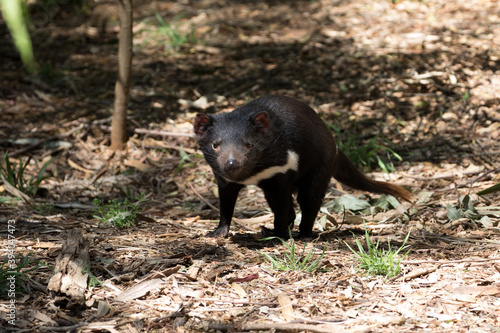 Tasmanian Devil  Sarcophilus harrisii .