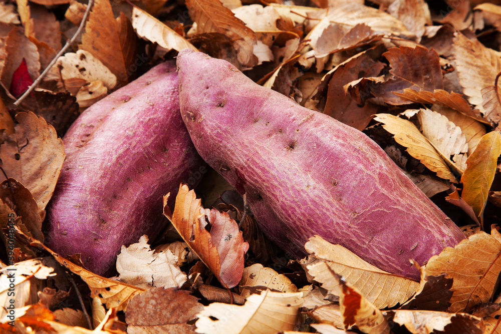 Naklejka premium 紅あずま