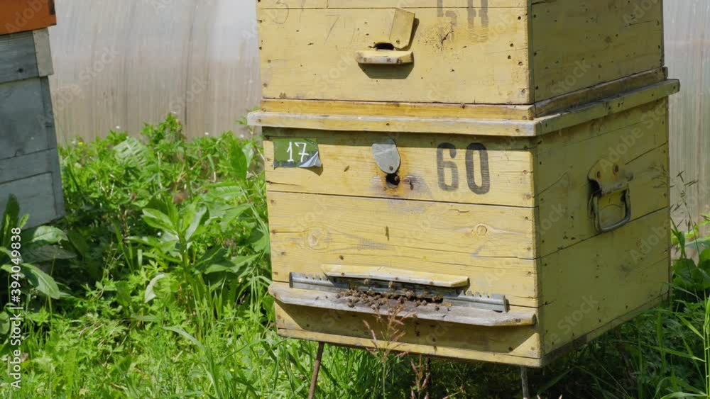 Bees fly around the hive Bees fly around the hive