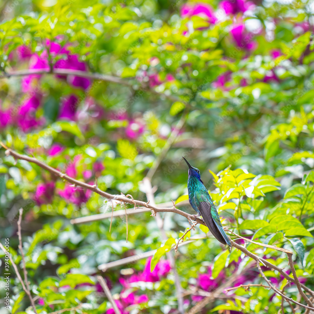 Fototapeta premium A Sparkling Violetear hummingbird (Colibri coruscans) in between of a fuchsia Bougainvillea plant, Quito, Ecuador.