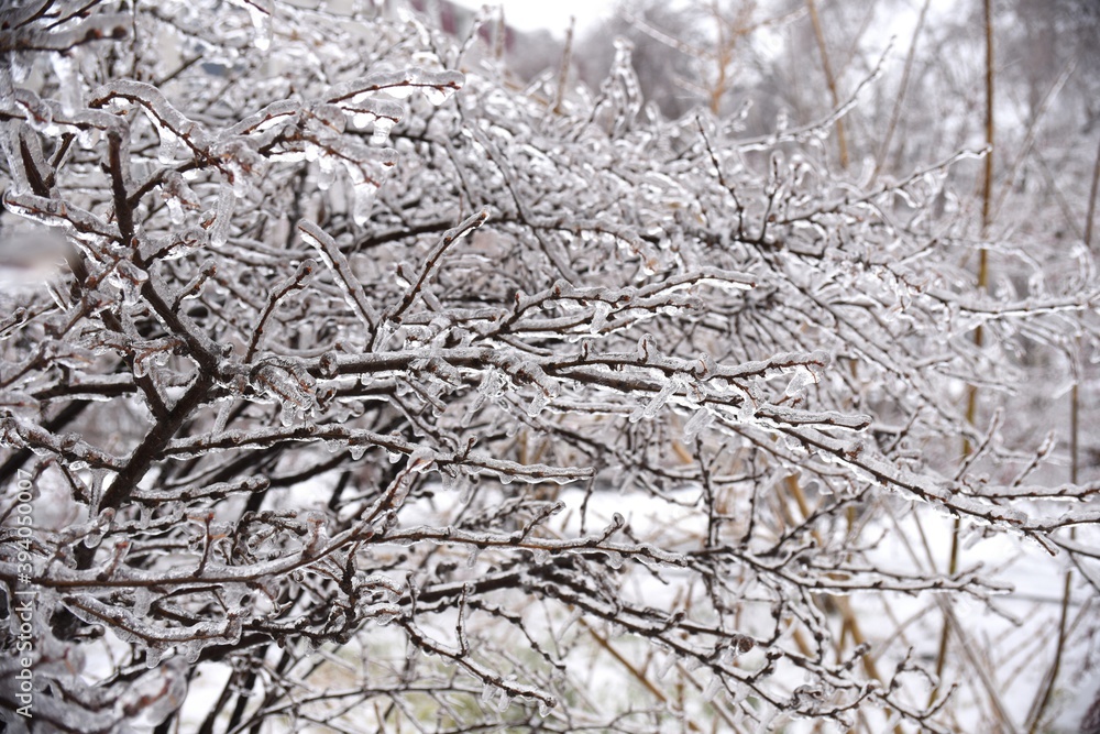 Frosted branches of the tree, covered with ice and icicles on a winter snowy day in Russia Frosted branches of the tree, covered with ice and icicles on a winter snowy day in Russia
