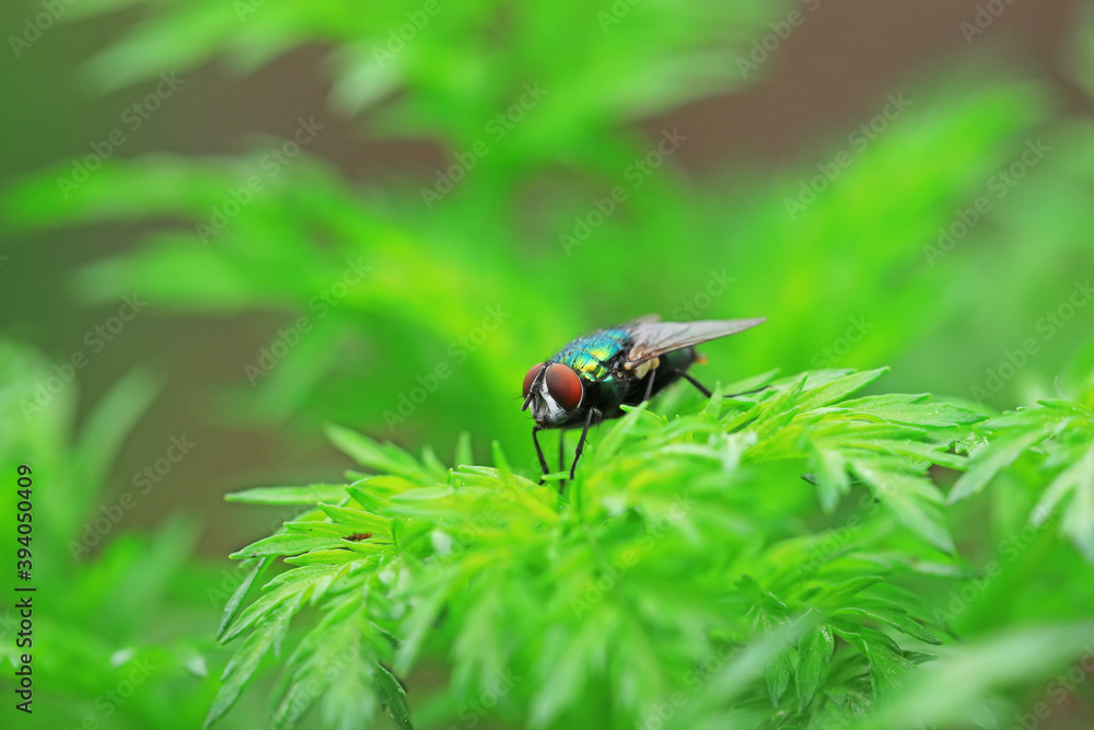 Flies on plants in the nature, North China Plain Flies on plants in the nature, North China Plain