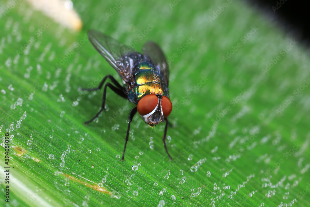 Naklejka premium Flies on plants in the nature, North China Plain