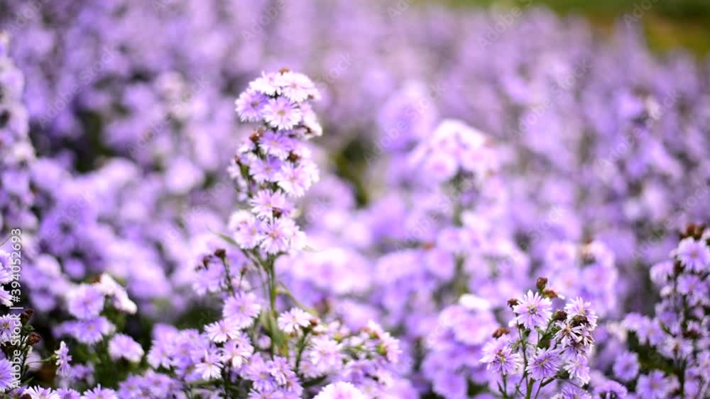 Fresh Margaret flower field garden at the mountain Fresh Margaret flower field garden at the mountain