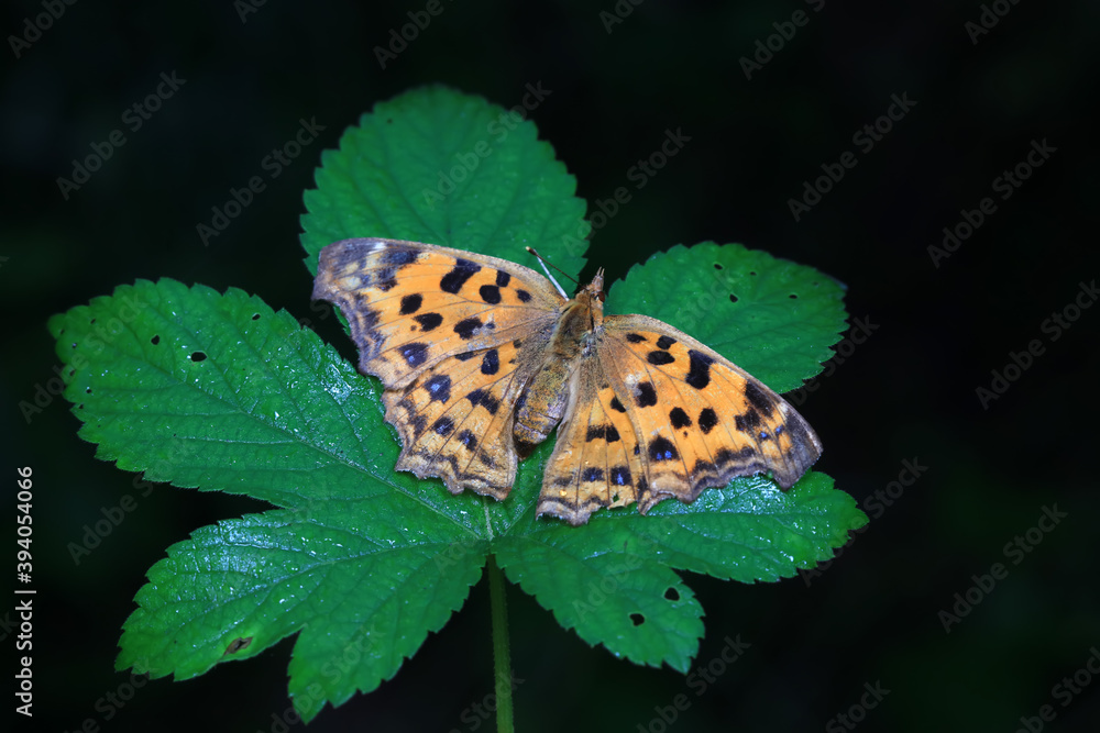 Lepidoptera insect on wild plants, North China Lepidoptera insect on wild plants, North China