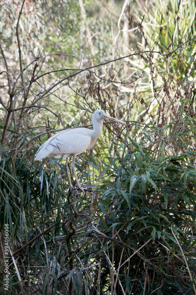 the yellow spoonbill is carrying a stick in its long beak the yellow spoonbill is carrying a stick in its long beak