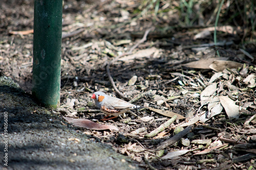 the zebra finch is searching the ground for seeds