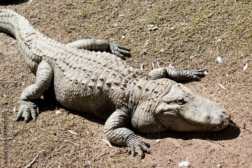 this is an american alligator, it is gray and has scales