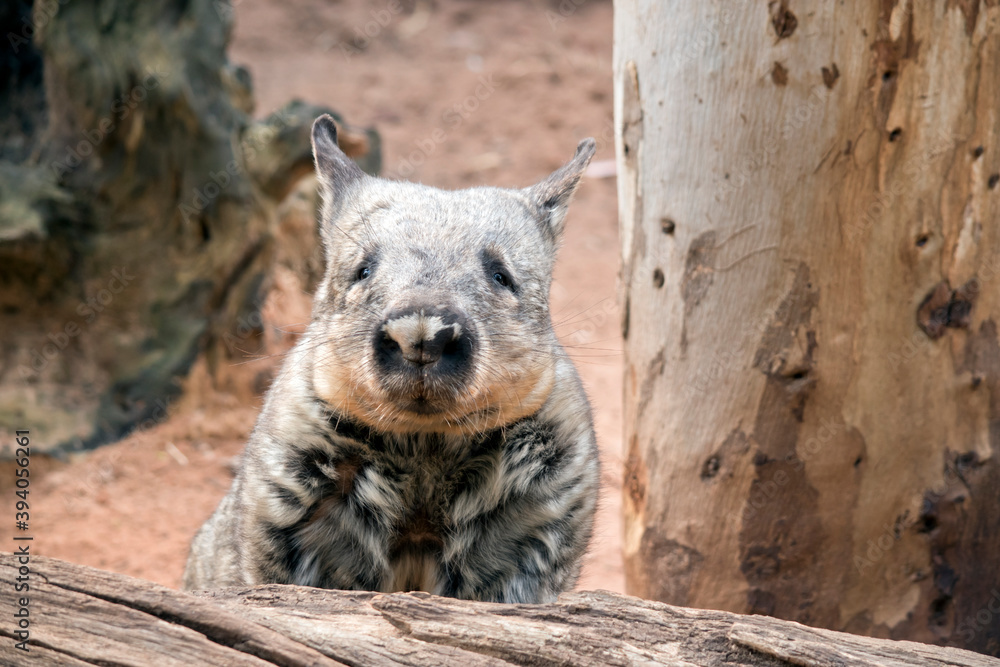 Obraz premium the wombat is climbing over the long