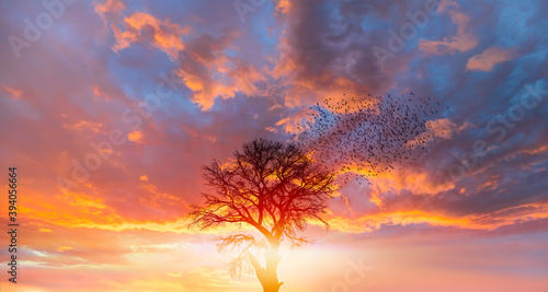 Silhouette of birds flying over lone dead tree at sunset