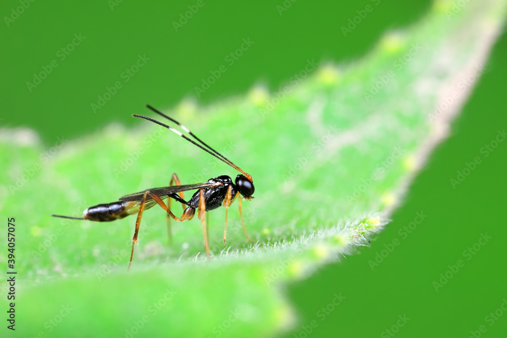 Bees on wild plants, North China Bees on wild plants, North China