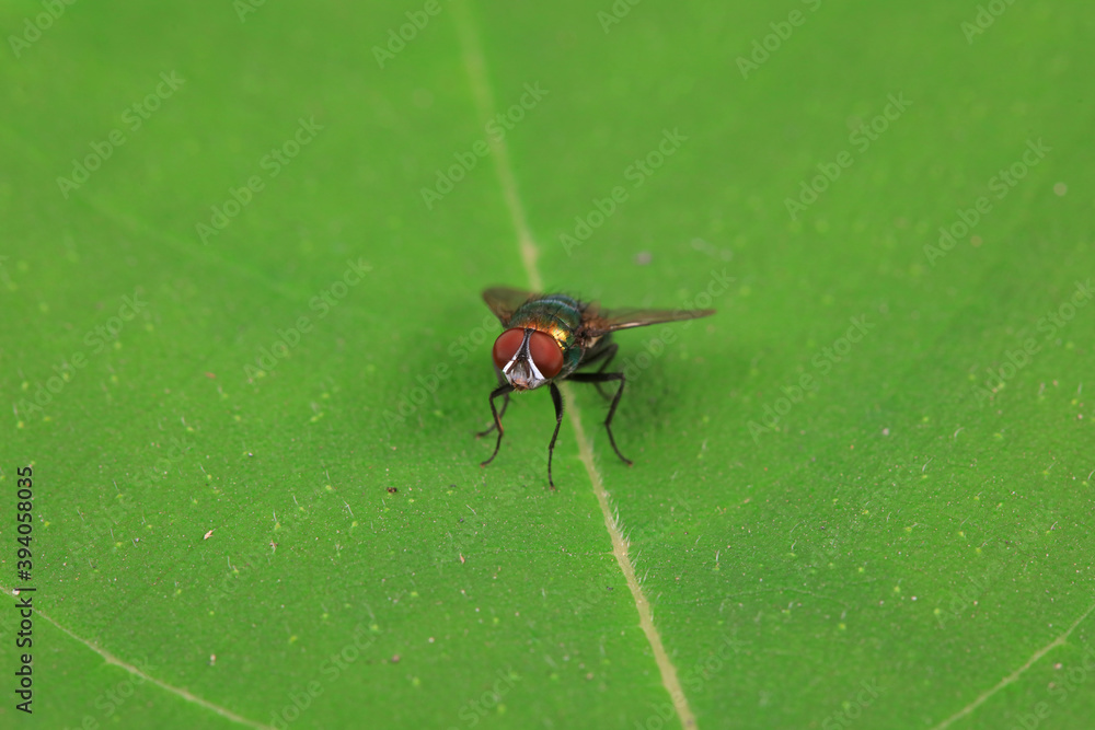 Fototapeta premium Flies on plants in the nature, North China Plain