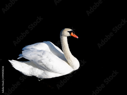 Fototapeta Naklejka Na Ścianę i Meble -  swan on a black water