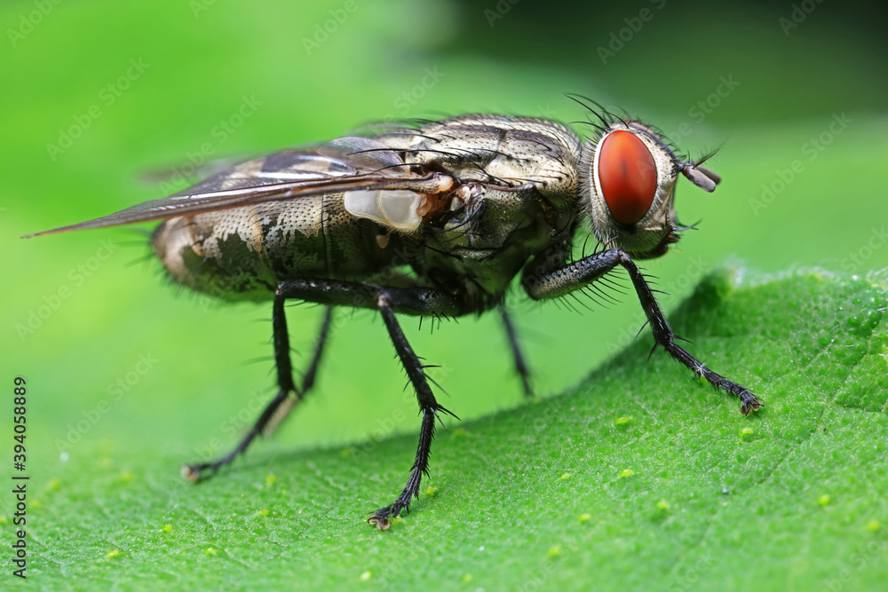 Flies on plants in the nature, North China Plain Flies on plants in the nature, North China Plain