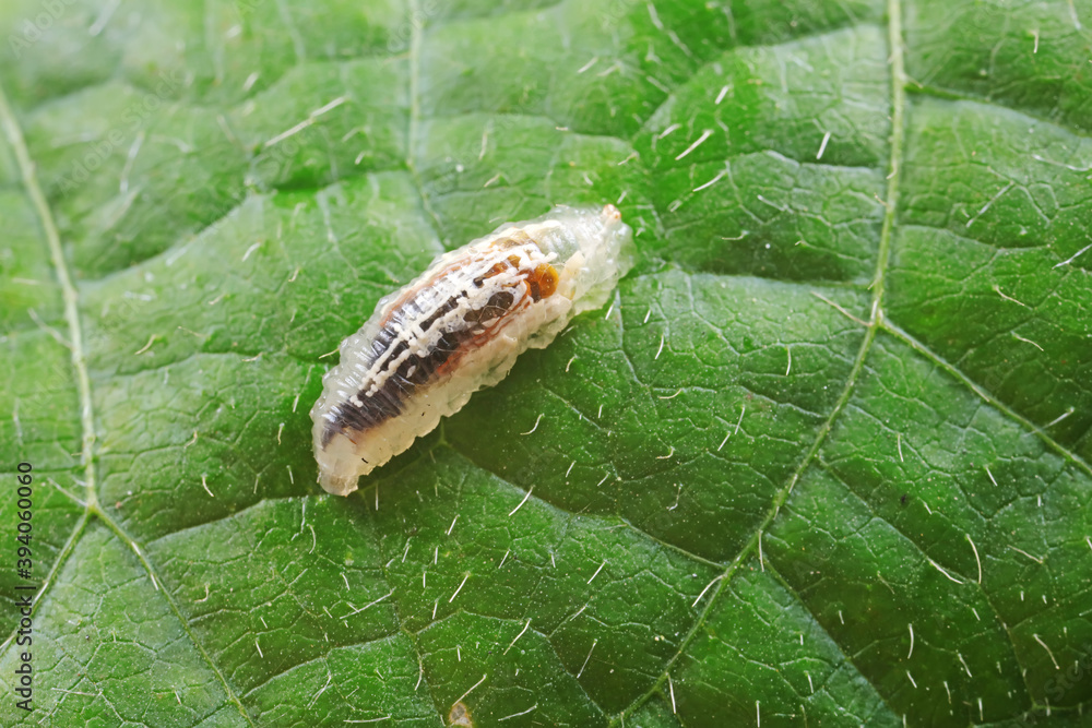 Flies on plants in the nature, North China Plain Flies on plants in the nature, North China Plain
