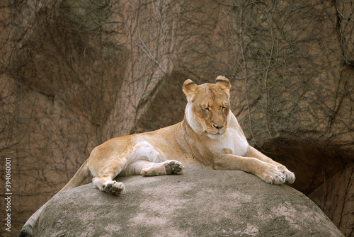 486-66 Lioness at Lincoln Park  Zoo, Chicago, Illinois photo