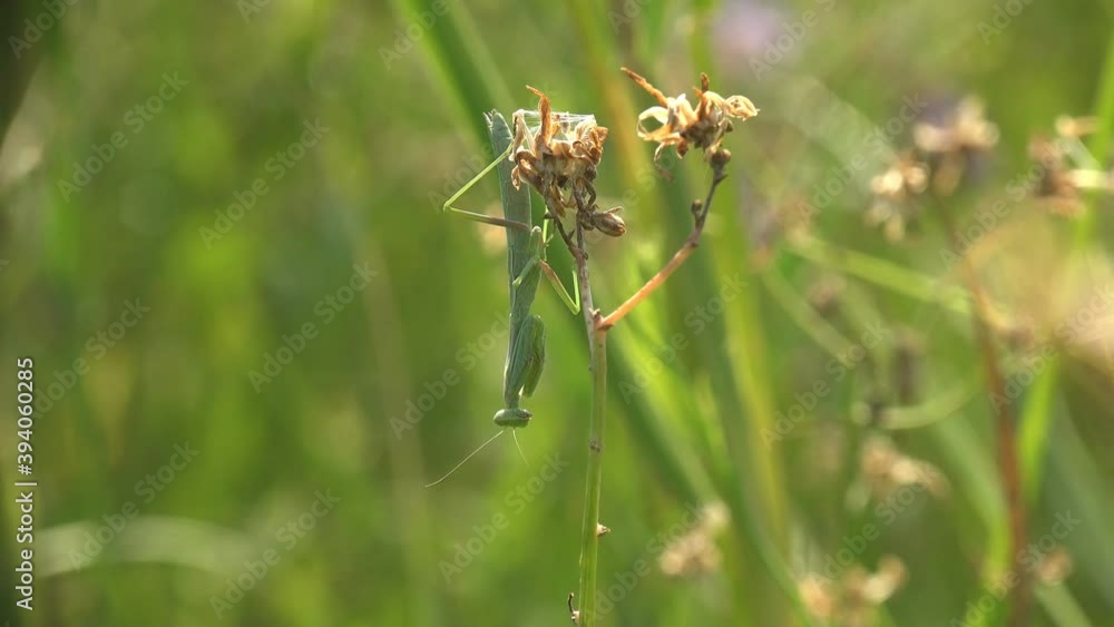 Hangs upside down among the green stalks of grass, European Mantis Religiosa Manodea Mantidae Disguised contrast at dawn in wild meadow. Macro and extreme close up Hangs upside down among the green stalks of grass, European Mantis Religiosa Manodea Mantidae Disguised contrast at dawn in wild meadow. Macro and extreme close up
