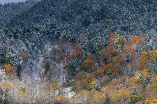 晩秋の上高地 黄葉の山肌と雪化粧のコラボレーション