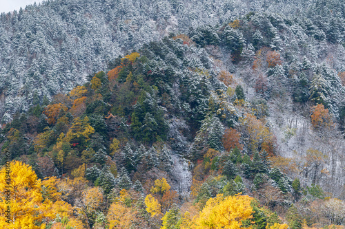 晩秋の上高地 黄葉の山肌と雪化粧のコラボレーション