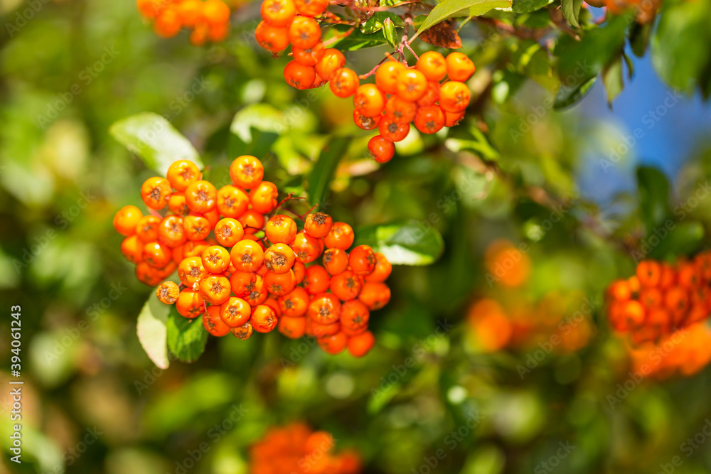 Clusters of orange berries over a green leafy background